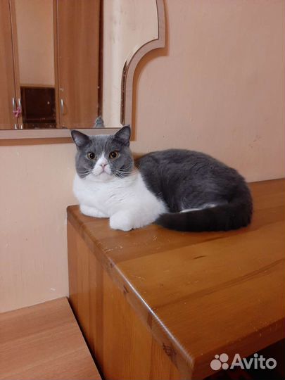 Британский кот с документами.Голубой биколор