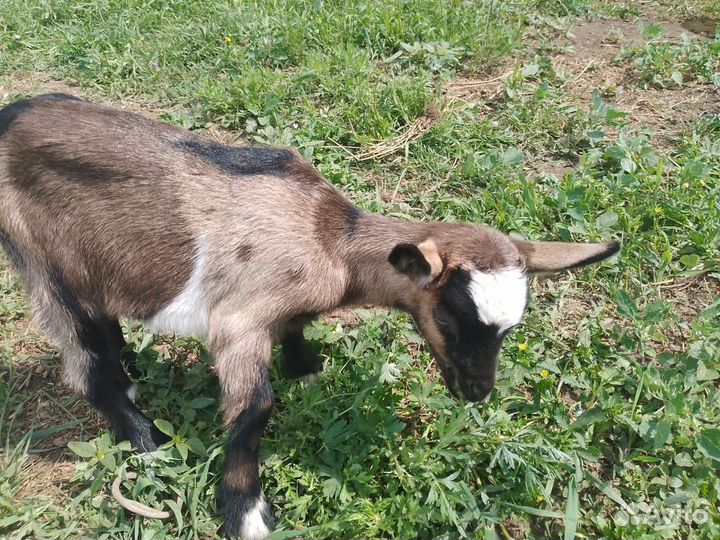 Молочная коза и два козленка