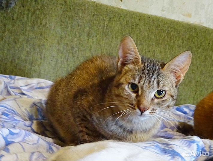 Кошка Мотя, Матильда