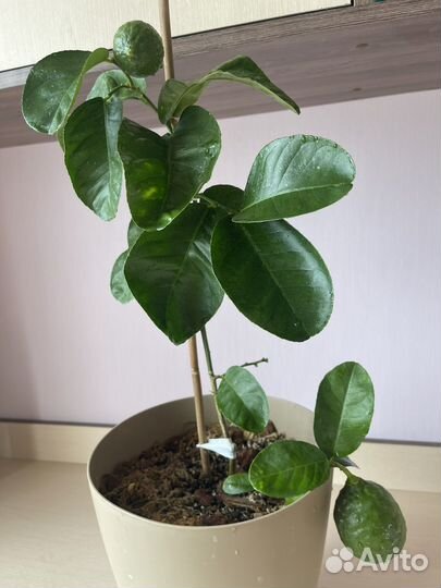 Лимон павловский плодоносящий