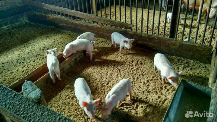 Поросята