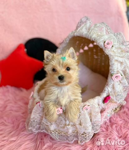 Мальчик golddust голдаст ищет дом