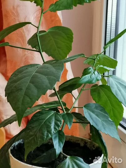 Китайская роза с бесплатной доставкой