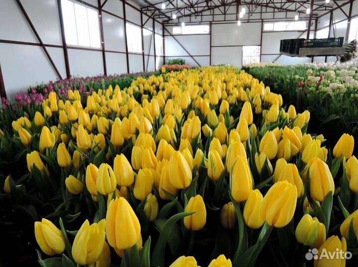 Тюльпаны мелкий, крупный опт от 500 шт