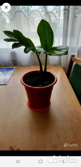 Замиокулькас вариегатный акебоно