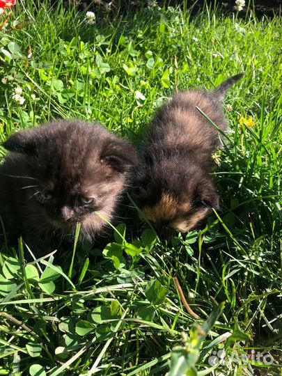 Шотландская вислоухая