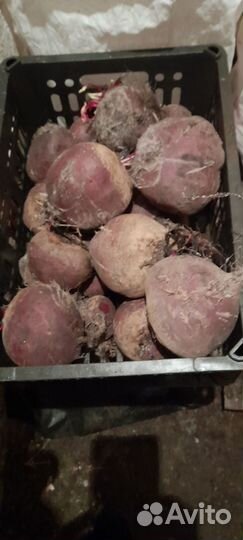 Соленья, картошка, свёкла