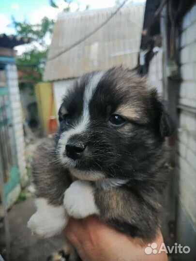 Собаки бесплатно в добрые руки щенки