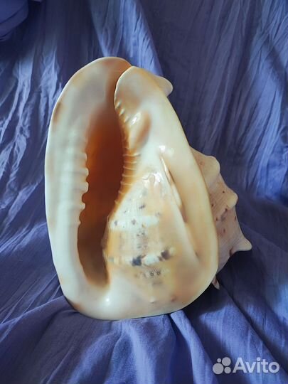 Ракушка морская большая