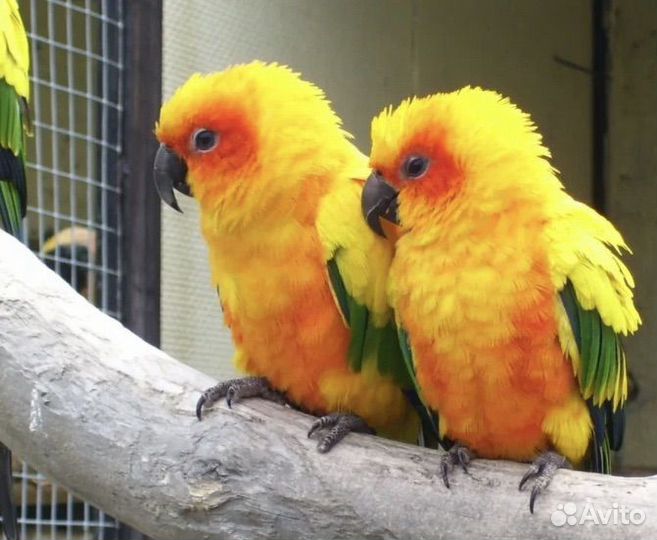 Орнитолог Специалист по птицам