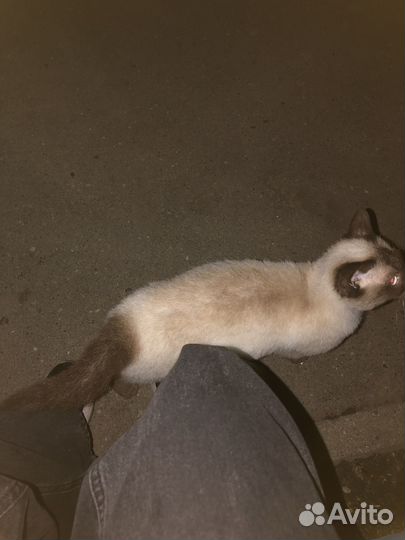 Сиамская кошка