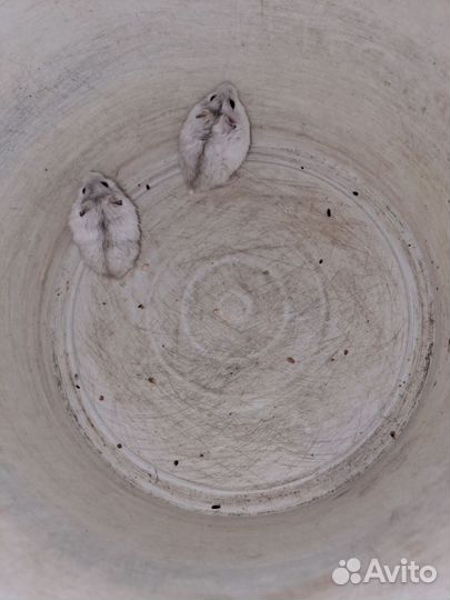 Хомячки джунгарики