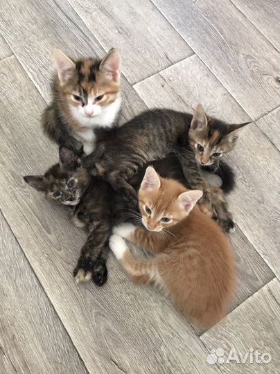 Котята в добрые руки