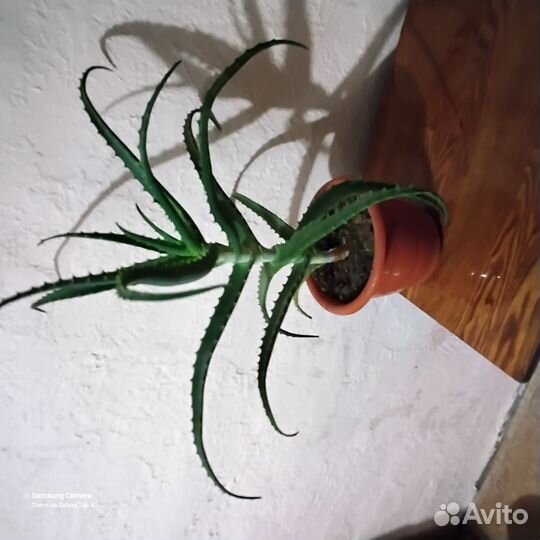 Алое лечебный