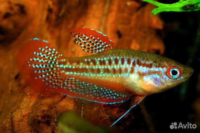 Гурами Пумила