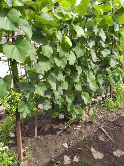 Дача 20 м² на участке 6 сот.