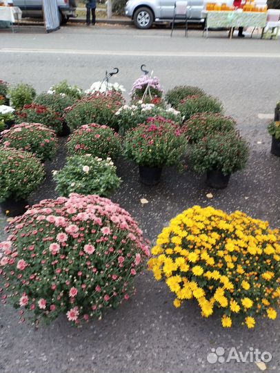 Хризантема