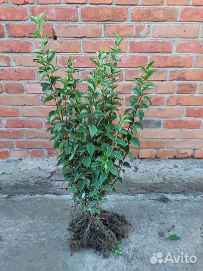 Жасмин чубушник