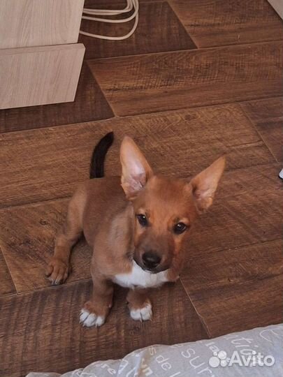 Отдам собаку в добрые руки