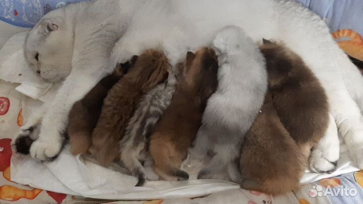 Замечательный мальчик. Бронь, есть ещё котята