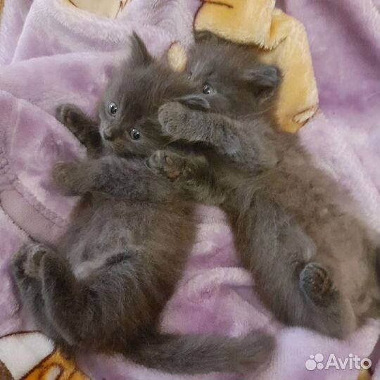 Отдам котят