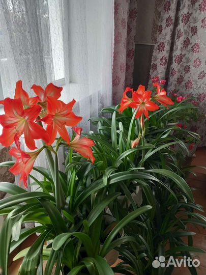 Комнатные цветы