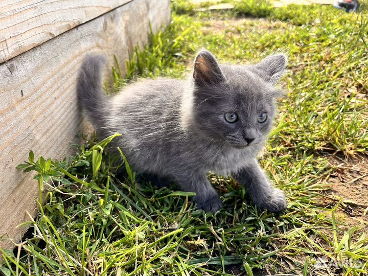 Котята в добрые руки русская голубая