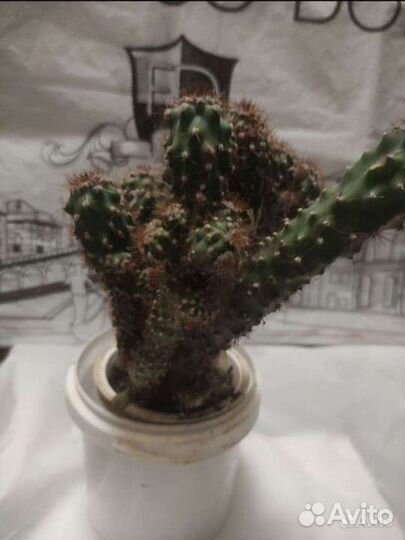 Кактус, колеус