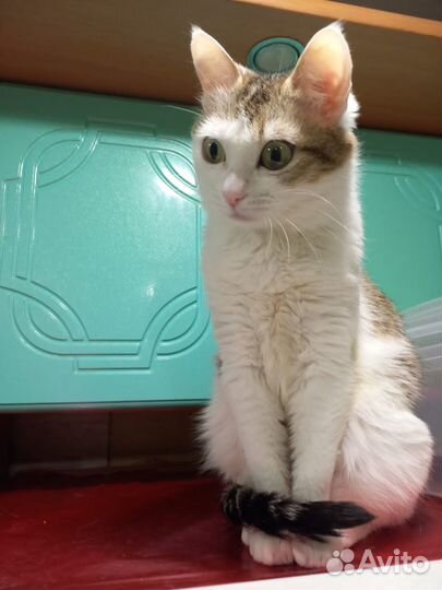 Кошки бесплатно