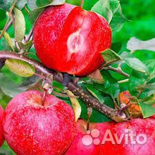 Красномясая яблоня