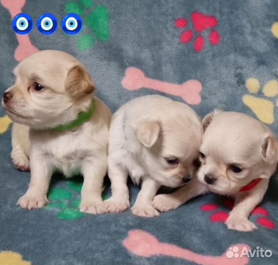 Чихуашечки длинношерстные из питомника РКФ