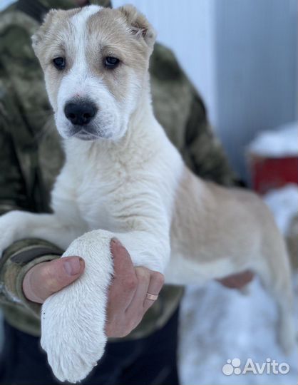 Щенки сао алабай