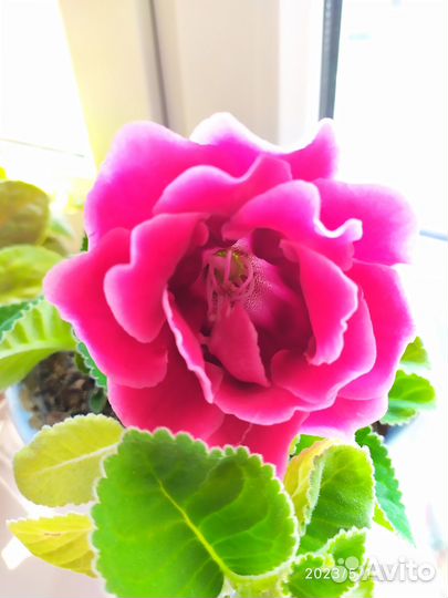 Глоксинии,фиалки махровые