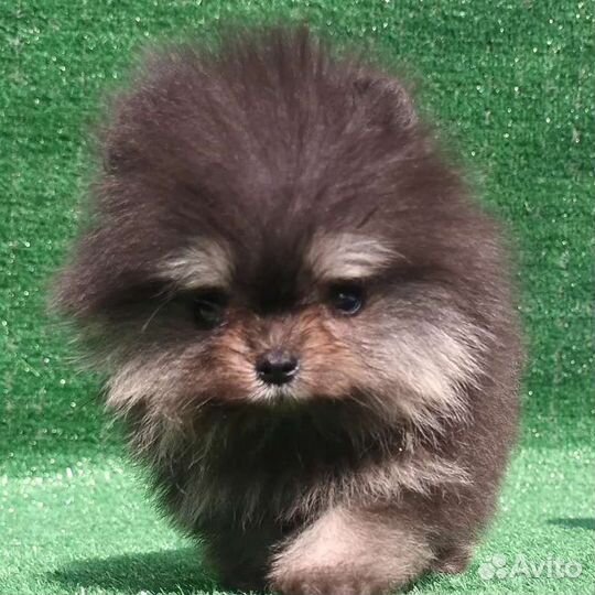 Померанский шпиц мини