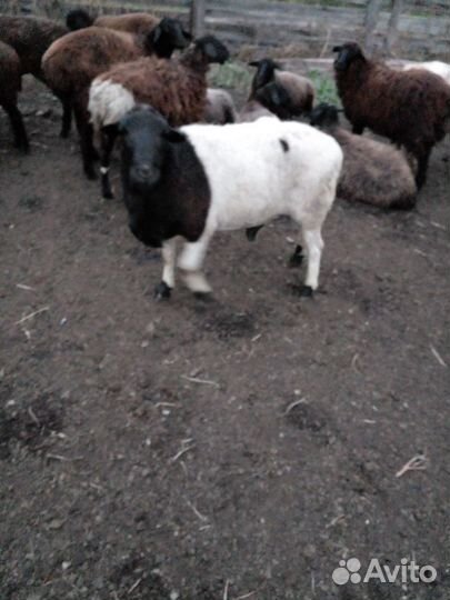 Бараны дорпер