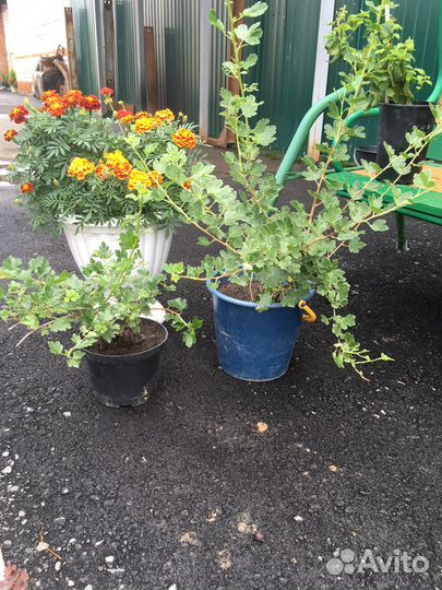 Крыжовник (Неколючий)