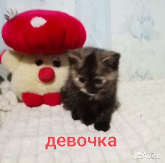 Малыши в поисках дома и своего человека