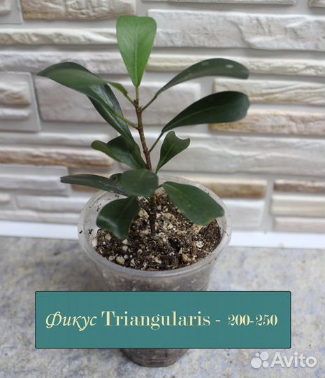 Фикус, колизия, корисса