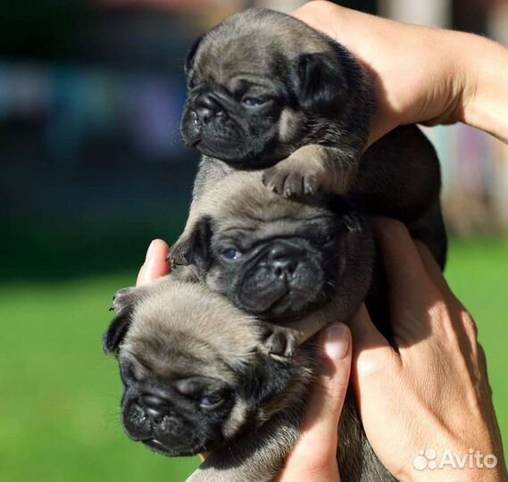 Щенки мопса