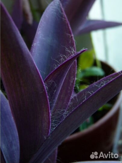 Комнатные растения