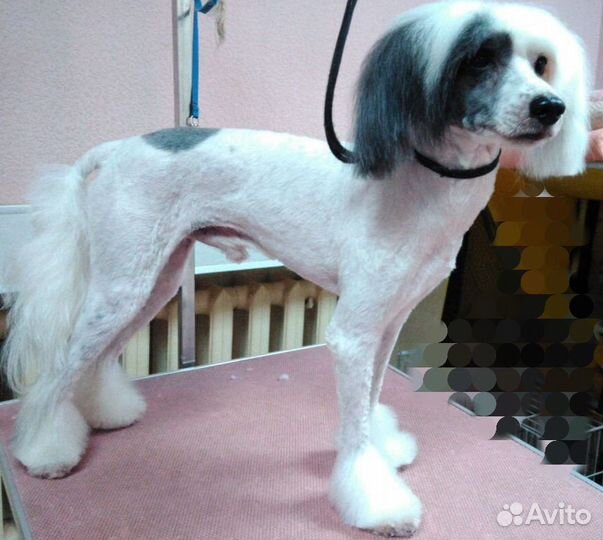 Грумер. Стрижка собак и кошек