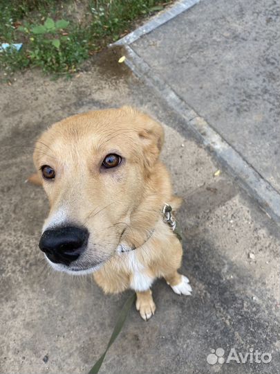 Отдам щенка в частный дом или организацию