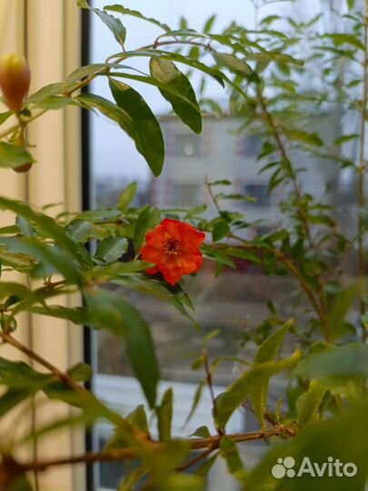 Гранатовое дерево