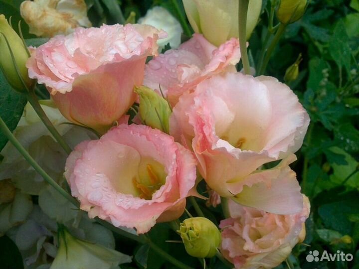 Эустома крупноцветковая - живой букет