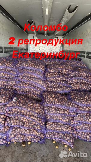 Продаю семенной картофель