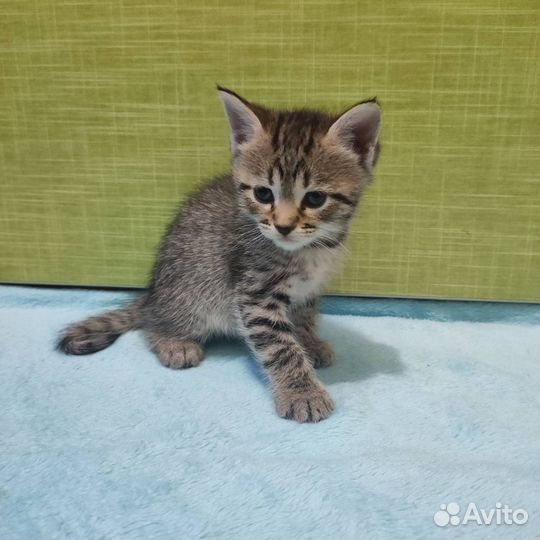 Кошечка в добрые руки