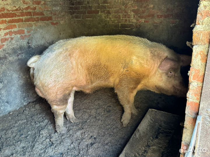 Супоросная свиноматка