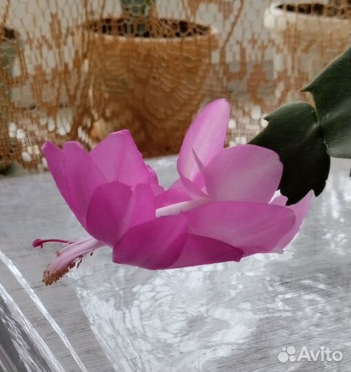 Шлюмбергера (декабрист)