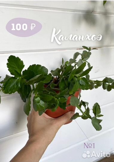 Каланхоэ