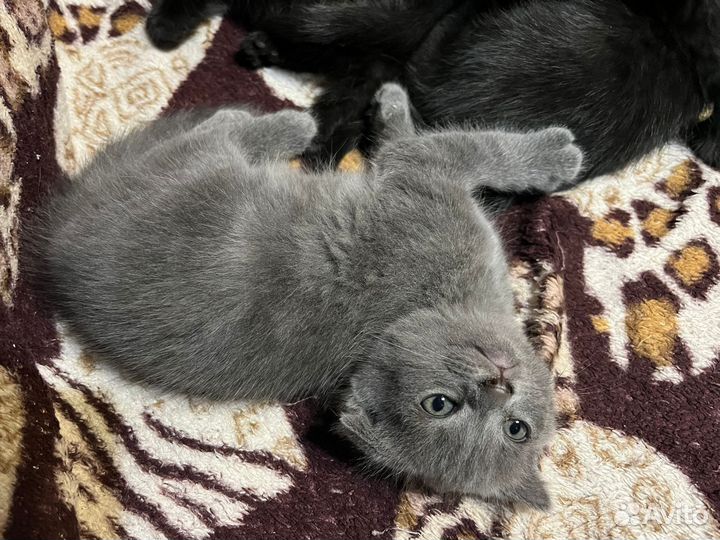 Британские котята